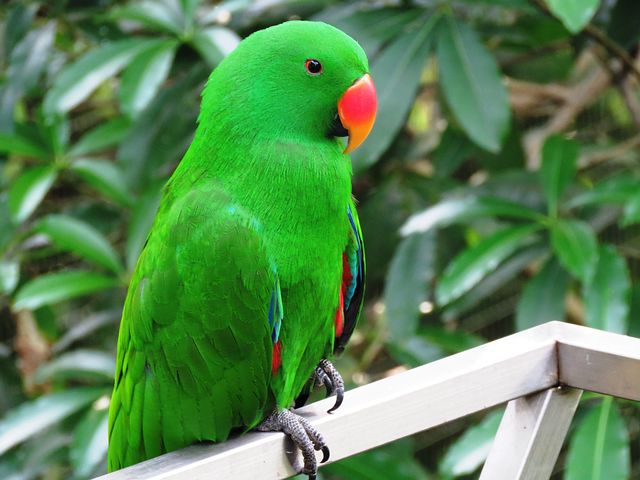 Burung Nuri Warna Hijau - KibrisPDR