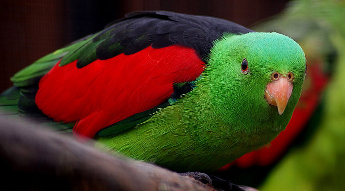 Detail Burung Nuri Warna Hijau Nomer 19