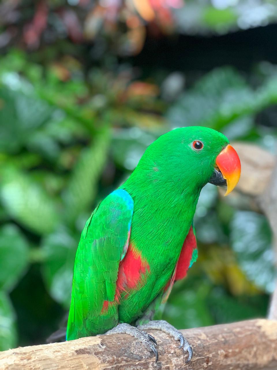 Detail Burung Nuri Warna Hijau Nomer 28