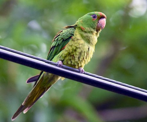 Detail Burung Nuri Warna Hijau Nomer 4