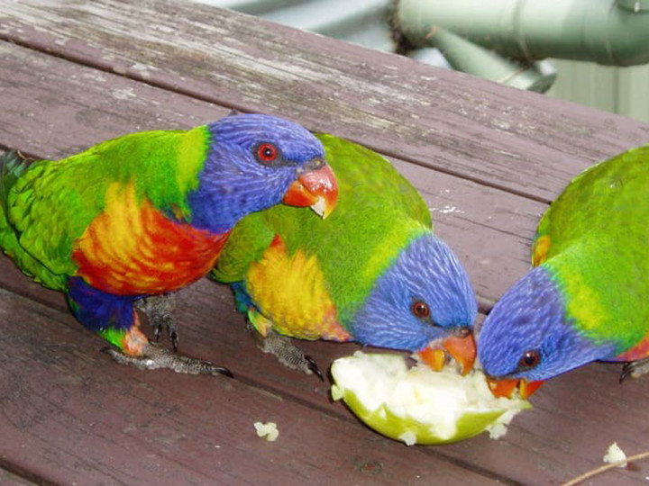 Detail Burung Nuri Warna Hijau Nomer 32