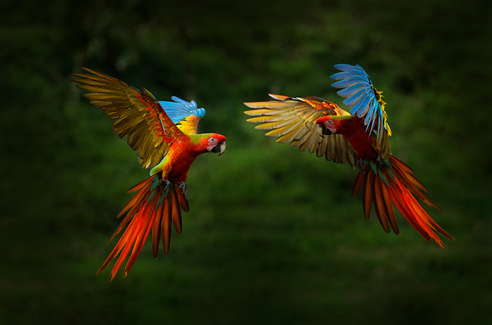 Detail Burung Nuri Warna Hijau Nomer 38