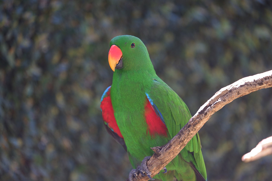 Detail Burung Nuri Warna Hijau Nomer 5