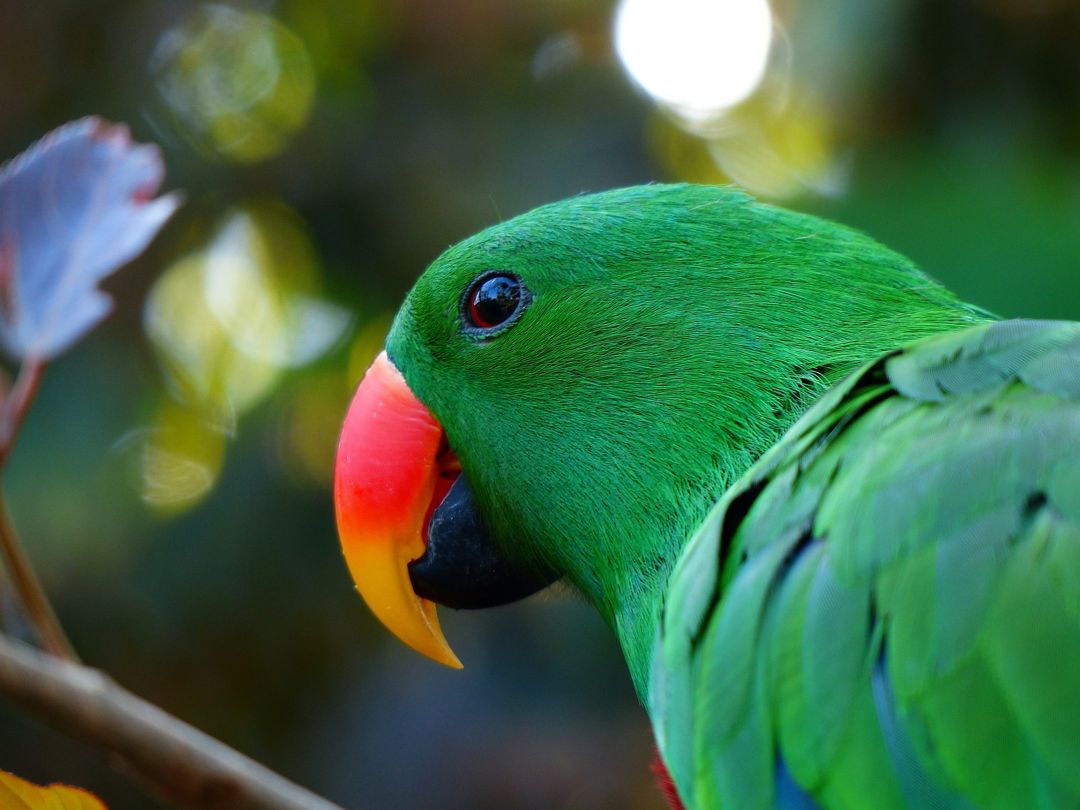 Detail Burung Nuri Warna Hijau Nomer 6