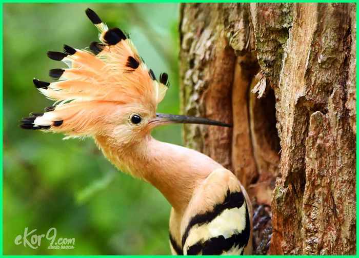 Detail Burung Paling Cantik Di Dunia Nomer 10