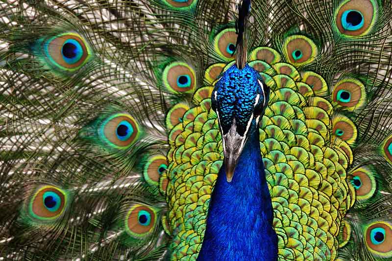 Detail Burung Paling Cantik Di Dunia Nomer 16