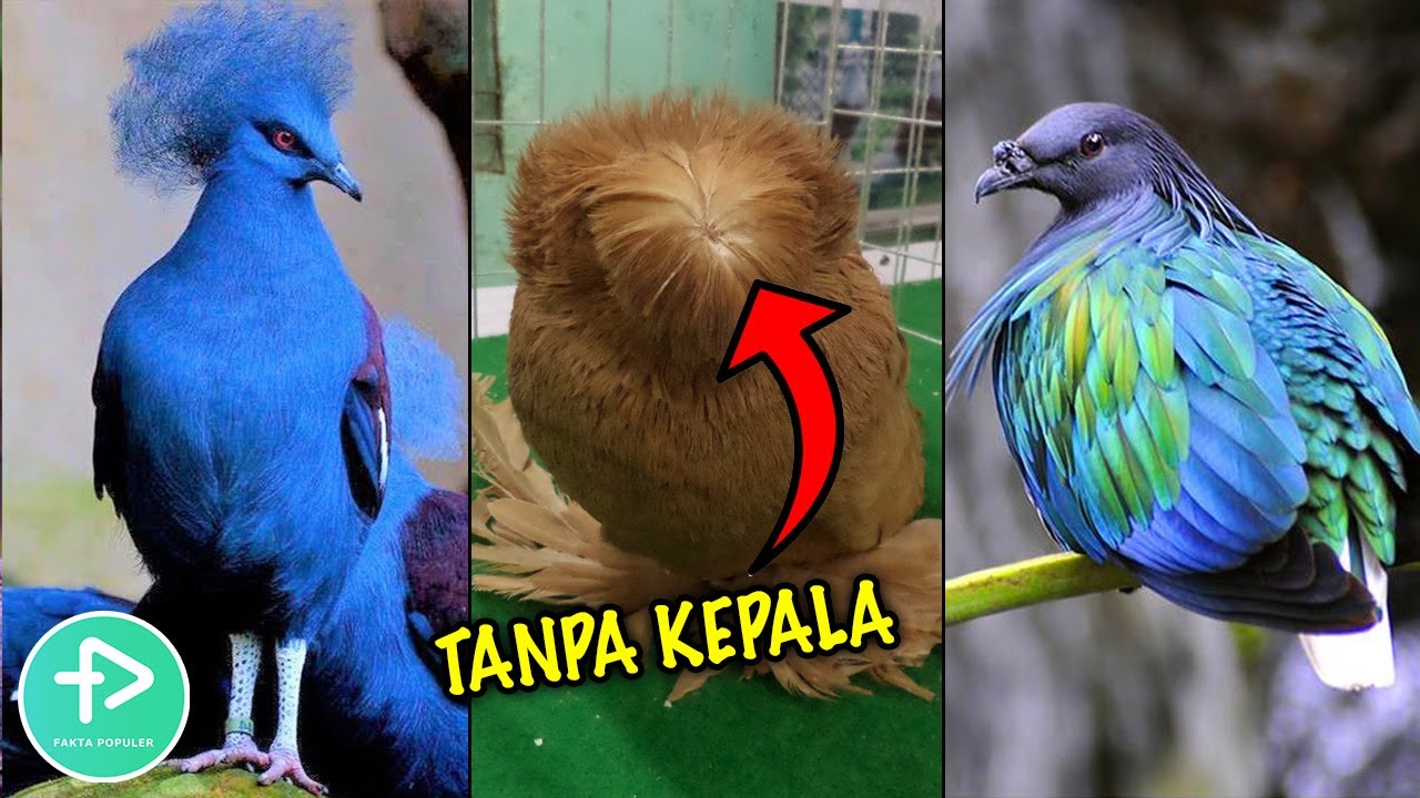 Detail Burung Paling Cantik Di Dunia Nomer 21