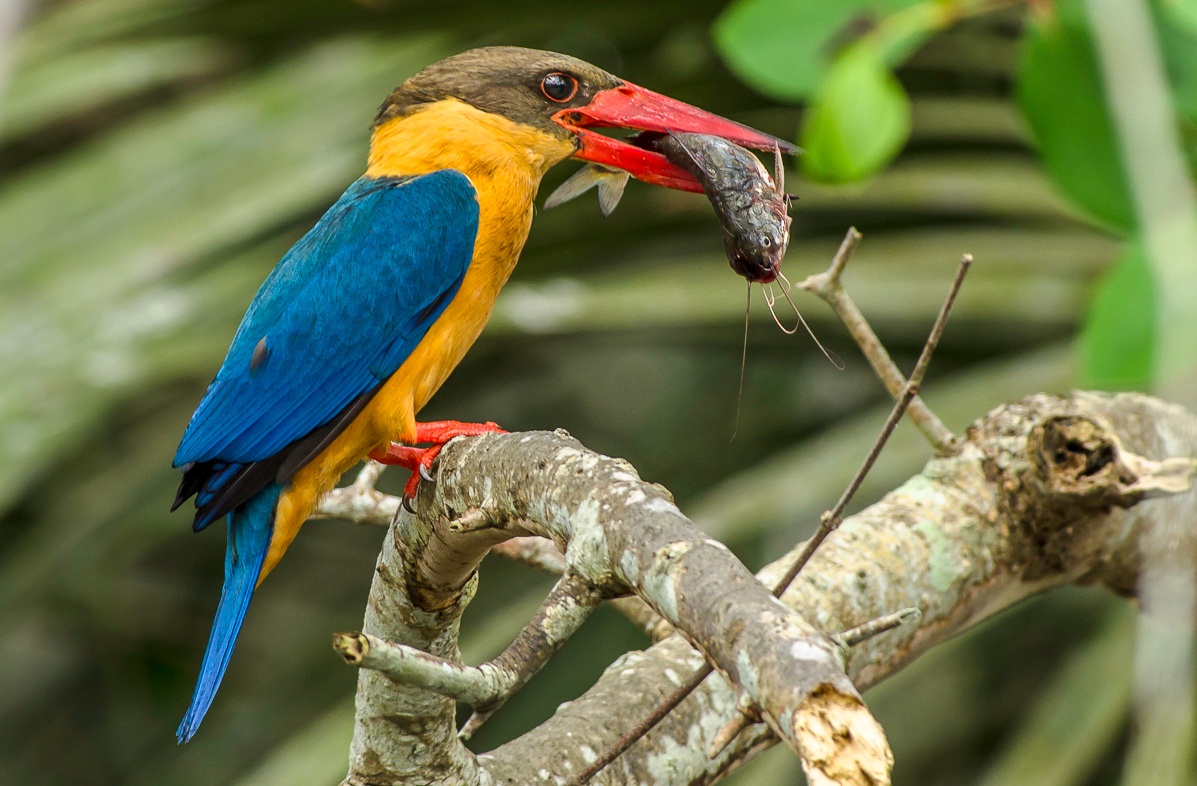 Detail Burung Paling Cantik Di Dunia Nomer 49