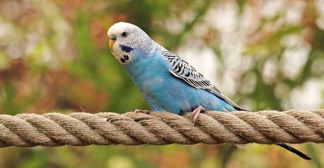 Detail Burung Parkit Biru Nomer 30