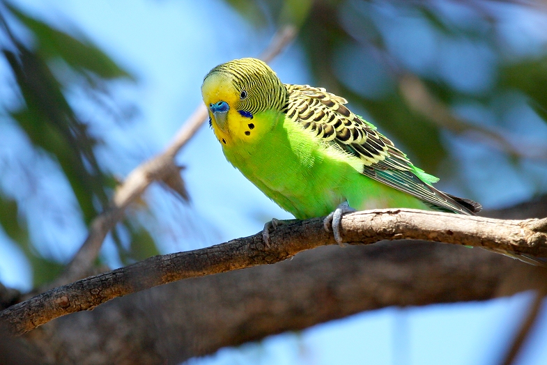 Detail Burung Parkit Biru Nomer 56