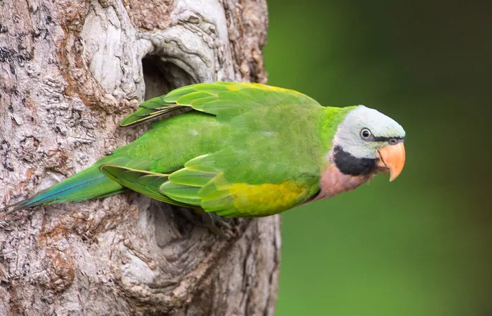 Detail Burung Parkit Hijau Nomer 50