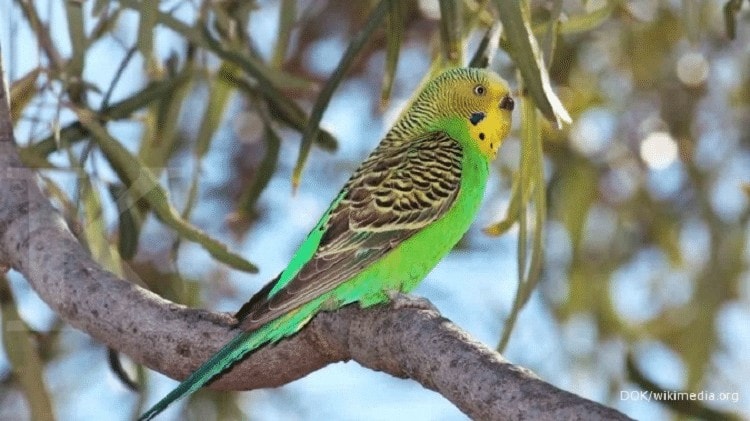 Detail Burung Parkit Hijau Nomer 7