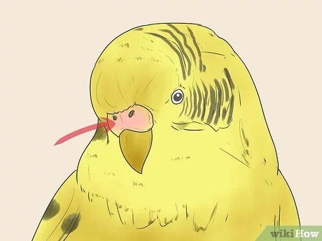 Detail Burung Parkit Kuning Nomer 27