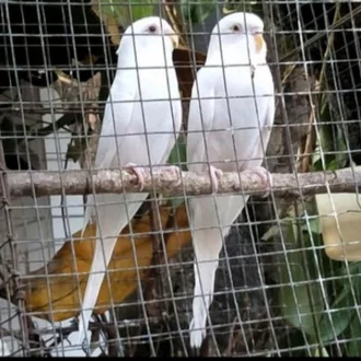 Detail Burung Parkit Putih Nomer 19