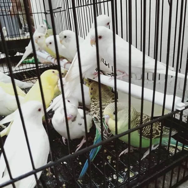 Detail Burung Parkit Putih Nomer 26