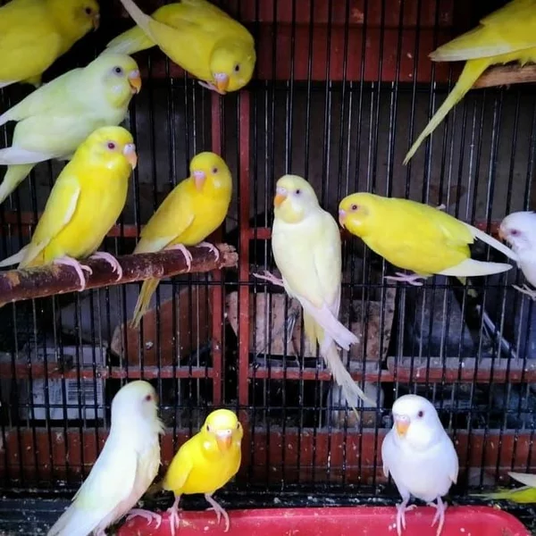 Detail Burung Parkit Putih Nomer 43