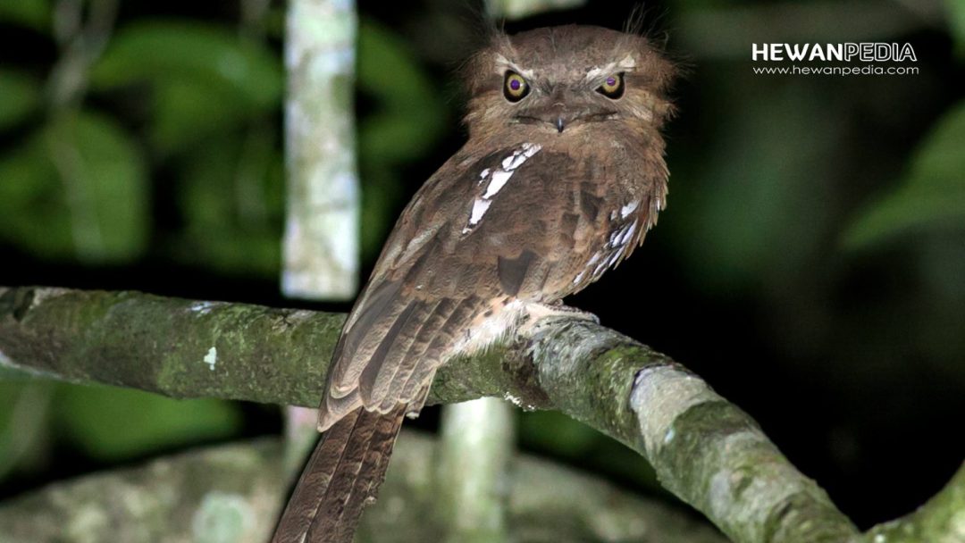 Detail Burung Paruh Kodok Nomer 14