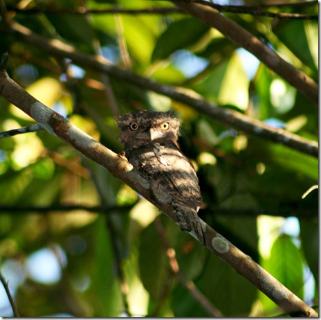 Detail Burung Paruh Kodok Nomer 25