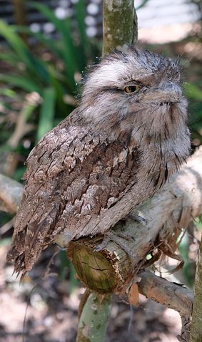 Detail Burung Paruh Kodok Nomer 29