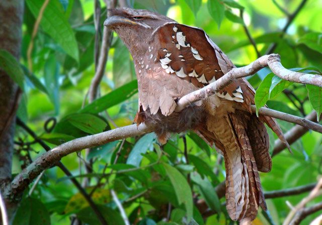 Detail Burung Paruh Kodok Nomer 34