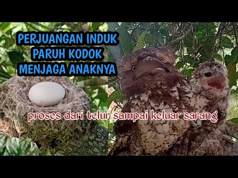 Detail Burung Paruh Kodok Nomer 35