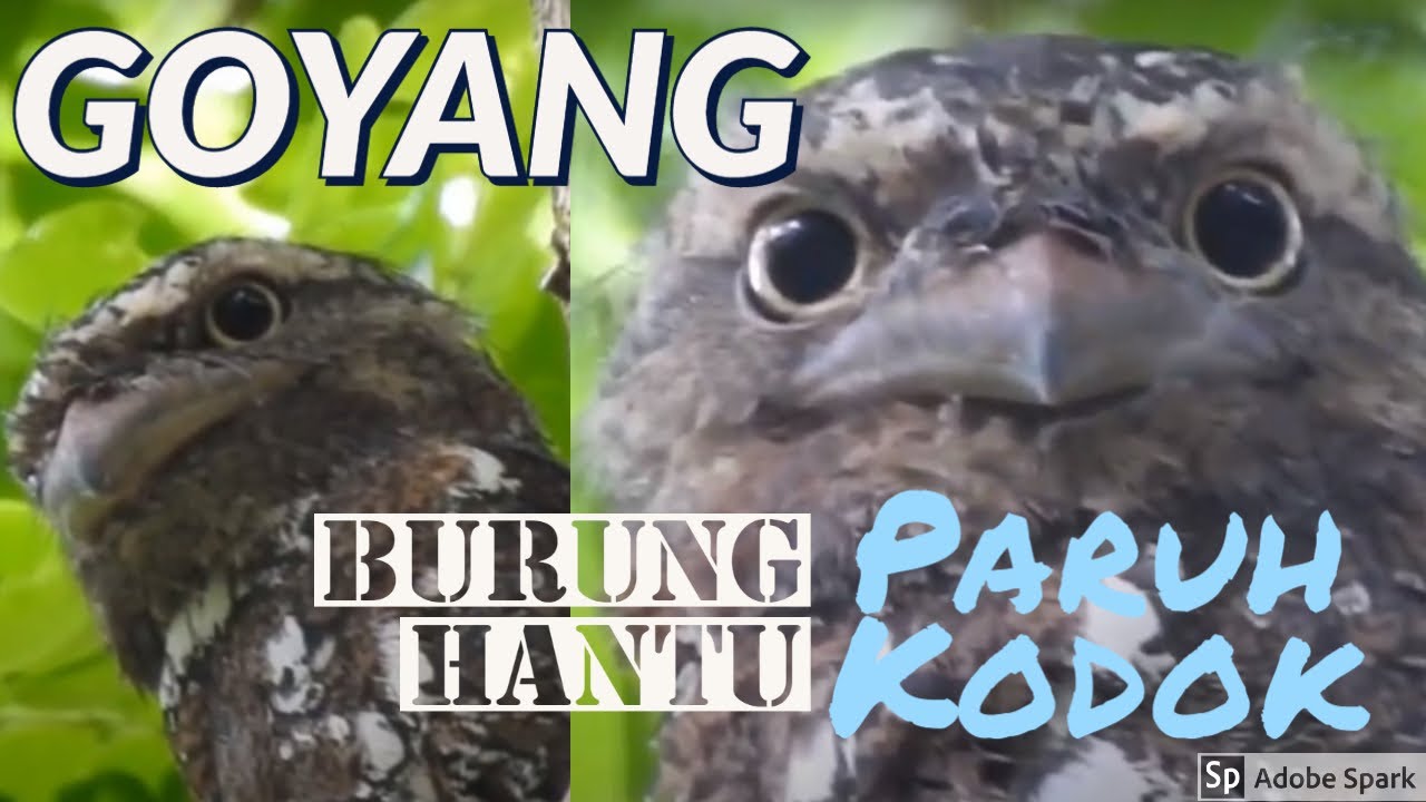 Detail Burung Paruh Kodok Nomer 46