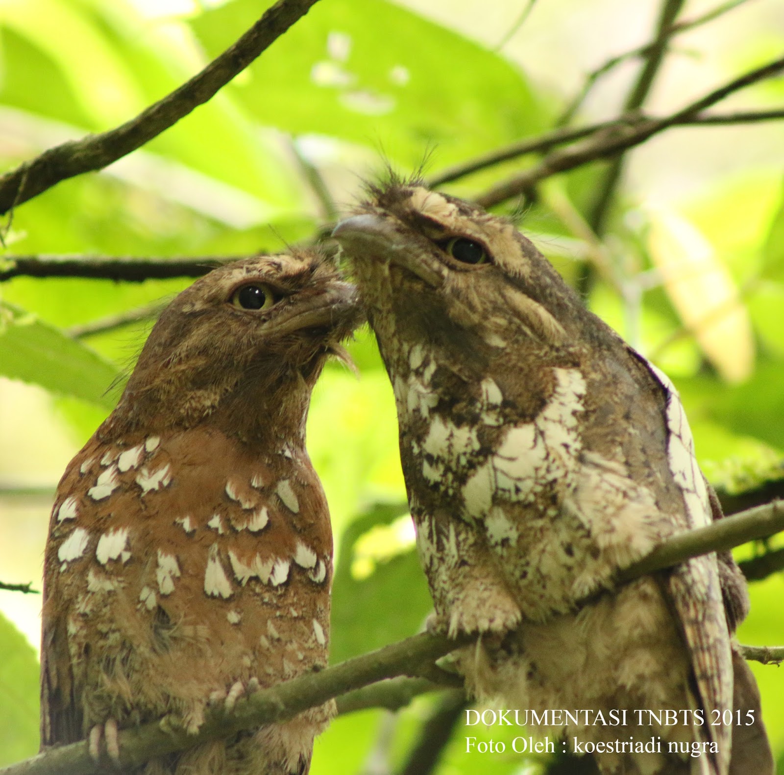 Detail Burung Paruh Kodok Nomer 47