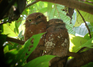 Detail Burung Paruh Kodok Nomer 49