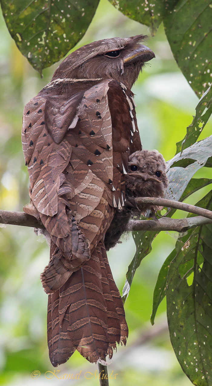 Detail Burung Paruh Kodok Nomer 7