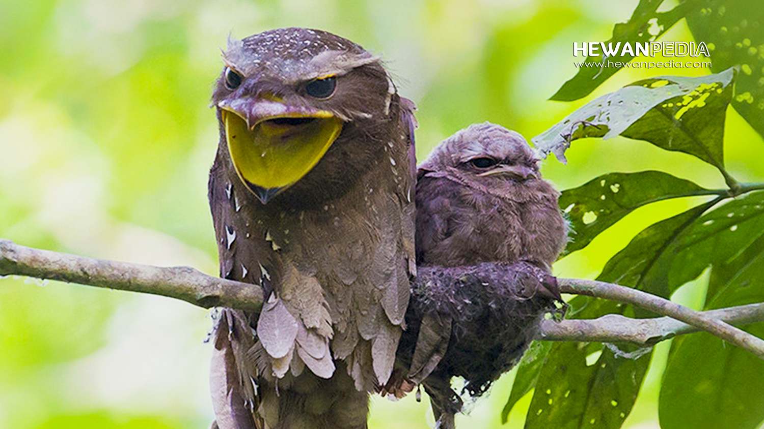 Detail Burung Paruh Kodok Nomer 8