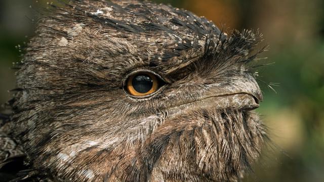 Detail Burung Paruh Kodok Nomer 9