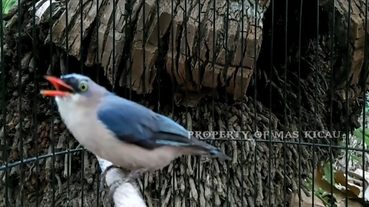 Detail Burung Paruh Merah Nomer 11