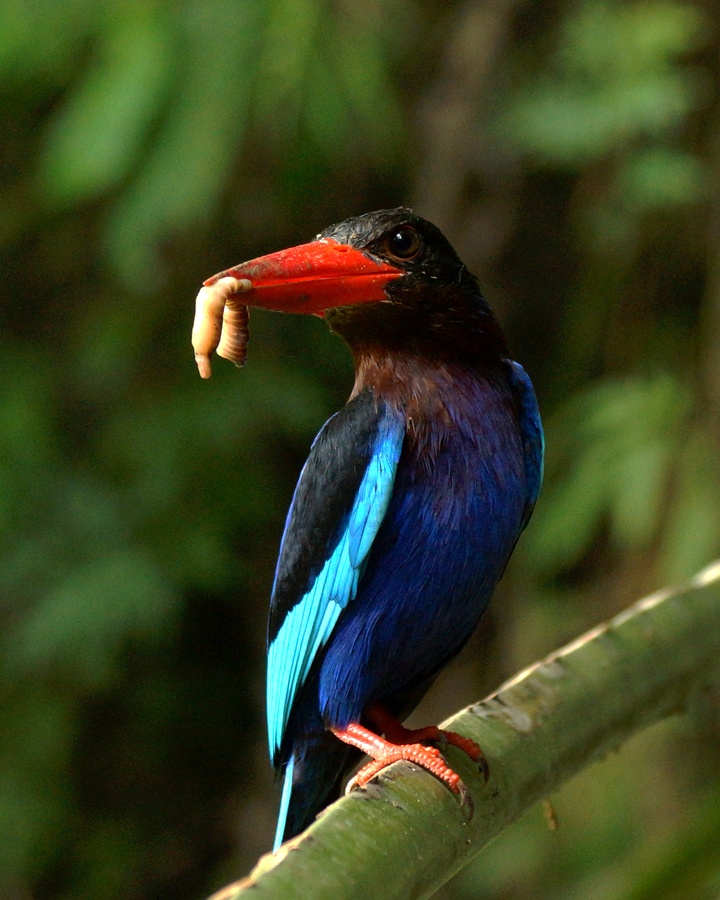 Detail Burung Paruh Merah Nomer 14