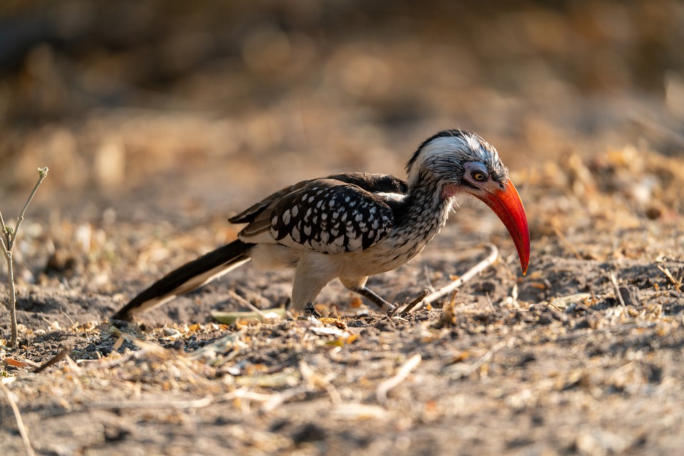 Detail Burung Paruh Merah Nomer 31