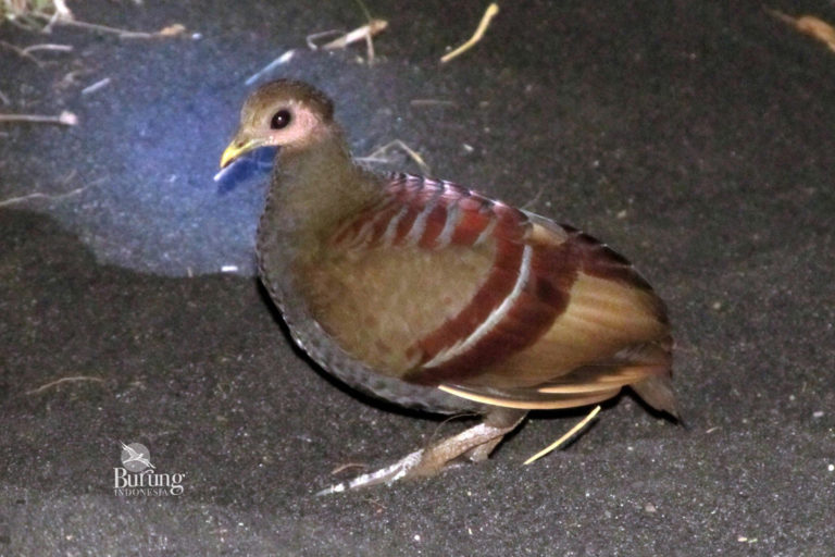 Detail Burung Paruh Merah Nomer 35