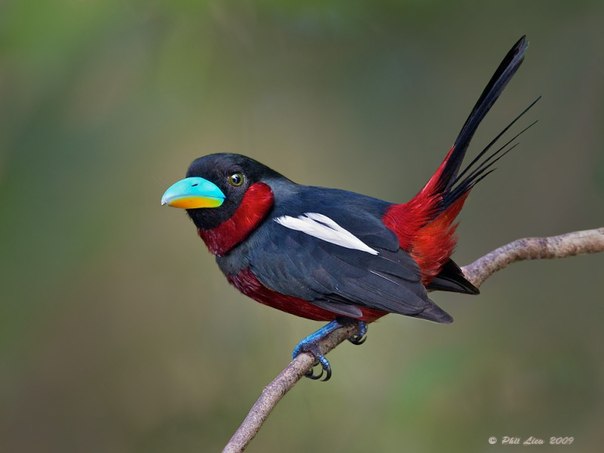 Detail Burung Paruh Merah Nomer 6