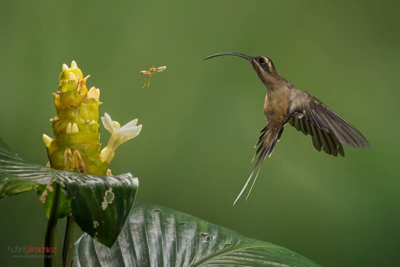 Detail Burung Paruh Panjang Nomer 25