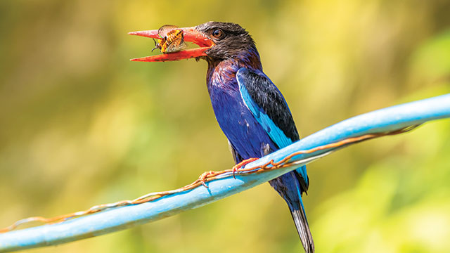 Burung Paruh Panjang Warna Biru - KibrisPDR