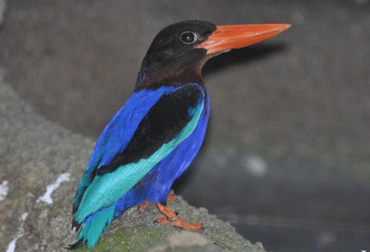 Detail Burung Paruh Panjang Warna Biru Nomer 2