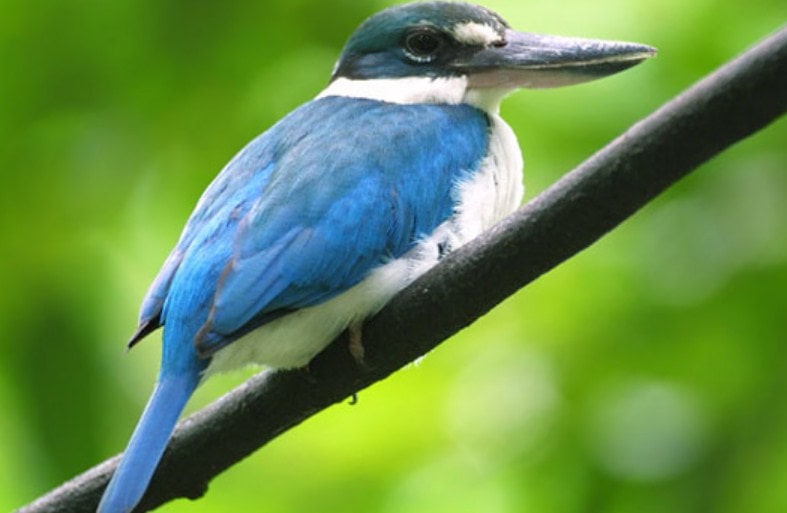 Detail Burung Paruh Panjang Warna Biru Nomer 11