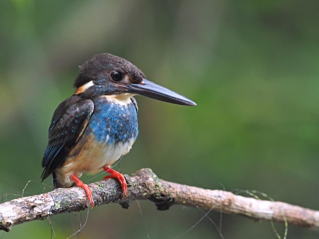 Detail Burung Paruh Panjang Warna Biru Nomer 18