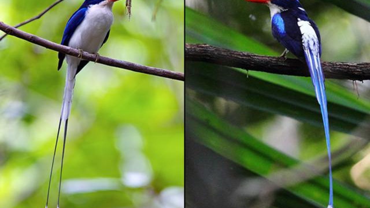 Detail Burung Paruh Panjang Warna Biru Nomer 26