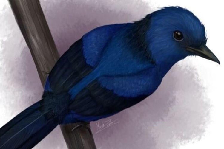 Detail Burung Paruh Panjang Warna Biru Nomer 29