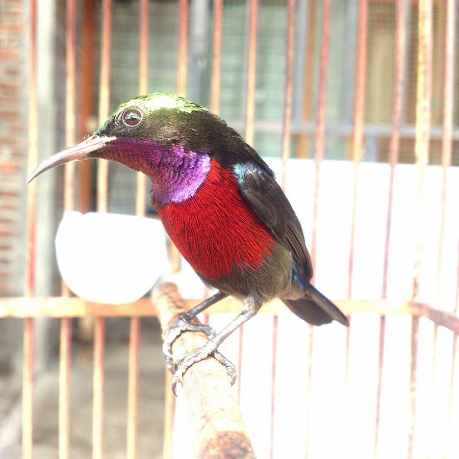 Detail Burung Paruh Panjang Warna Biru Nomer 33