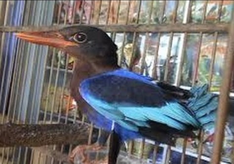 Detail Burung Paruh Panjang Warna Biru Nomer 38