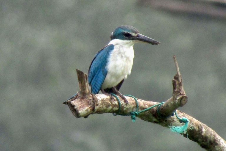 Detail Burung Paruh Panjang Warna Biru Nomer 6