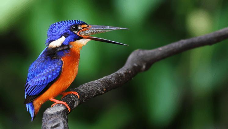 Detail Burung Paruh Panjang Warna Biru Nomer 10