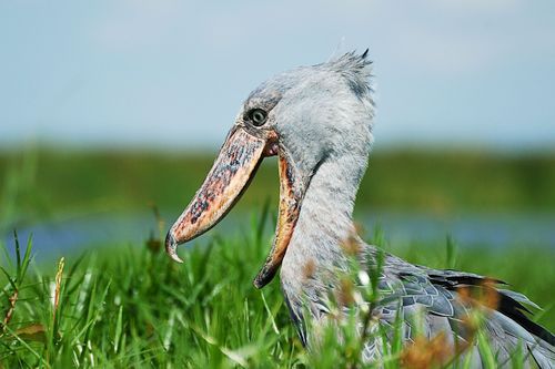 Detail Burung Paruh Sepatu Nomer 2