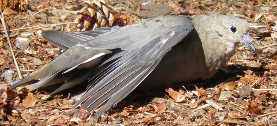 Burung Patah Sayap - KibrisPDR