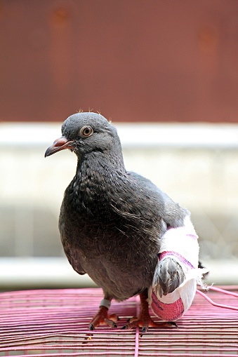 Detail Burung Patah Sayap Nomer 20